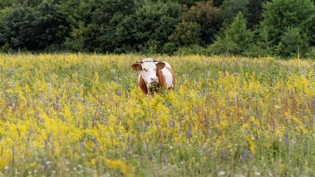 Photo of a lone cow in a pastureの写真素材