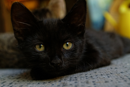 Close up photo of a cute black catの写真素材