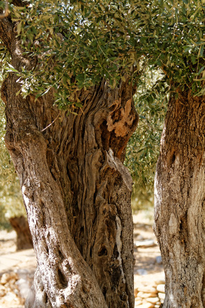 Landscape in an olive grove with giant oil treeの写真素材