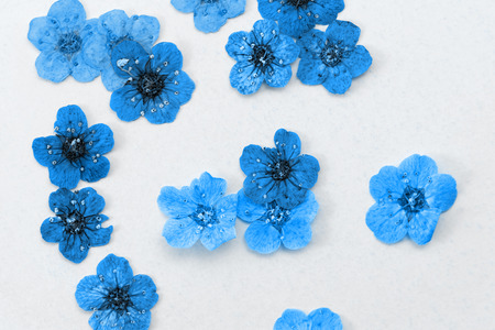 Decorative montage compilation of colorful dried spring flowers (blue)