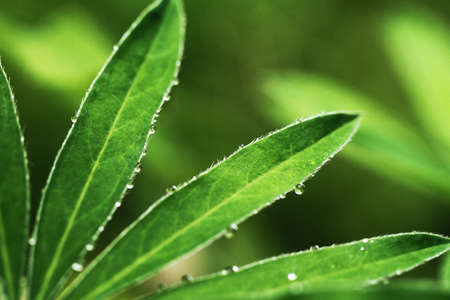 Close up photo of green leaves with rain dropletsの写真素材