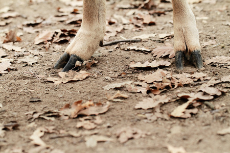 Wild goat's hoof on the autumn leavesの写真素材