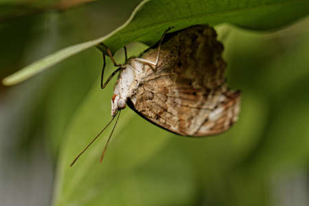 Photo of a beautiful colorful butterfly at workの写真素材