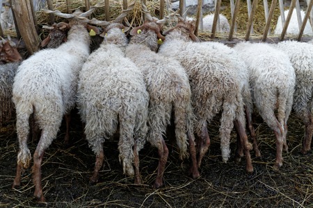 Photo lot of sheep on the farmの写真素材