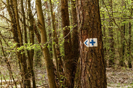Photo of a big forest in Hungary 