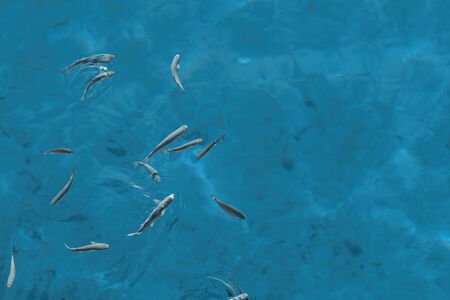 Photo lot of small fish in the seaの写真素材