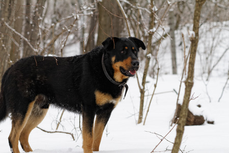 Photo of a rottweiler in the forest at winterの写真素材