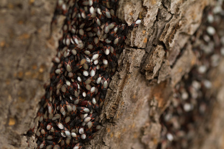 Close up photo of bugs on the trunk の写真素材