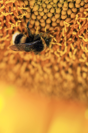 Close up photo of a sunflower and a bee