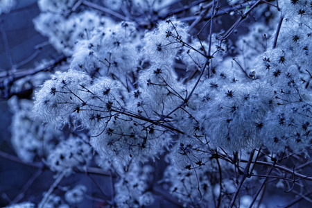 Photo of beautiful flowering tree in spring