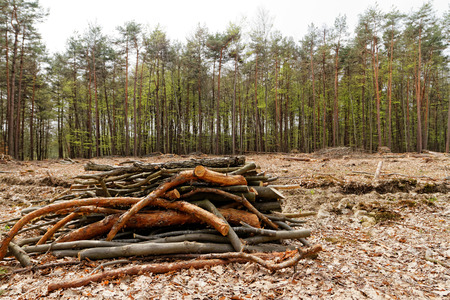 Photo of a logging site in the forest