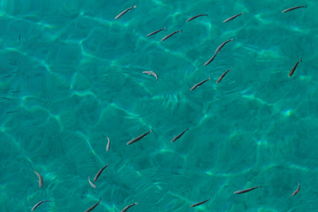 Photo lot of small fish in the seaの写真素材
