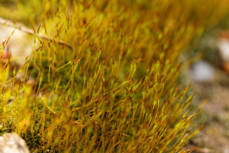 Close up photo lot of yellow moss 