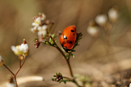 Close up photo of a beautiful small ladybird