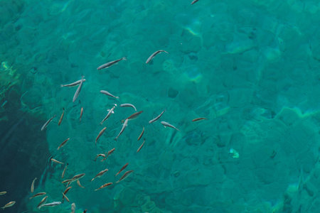 Photo lot of small fish in the sea