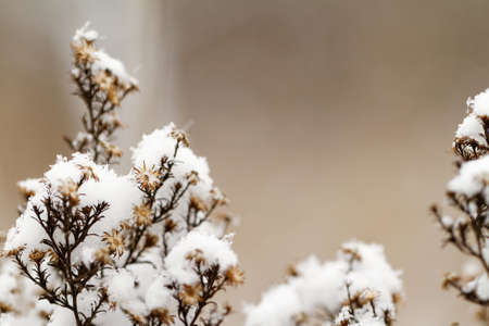 Photo of a beautiful snowy plant in winterの写真素材
