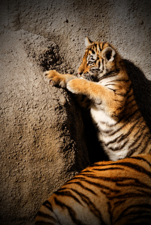 The tiger cub while climbing wall - sunny photoの写真素材