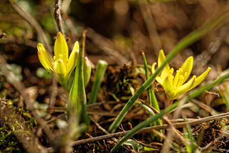 Photo of a beautiful small yellow flower の写真素材