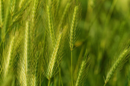 Close up photo of beautiful green grain