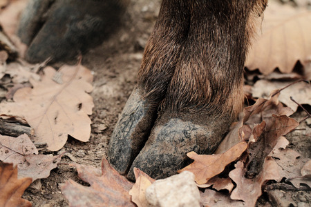 Photo of a boar hoof on the autumn leavesの写真素材