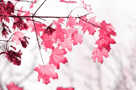 Colorful leaves in the forest - sunny photosの写真素材