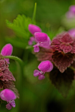 Close up photo of a beautiful purple flowerの写真素材