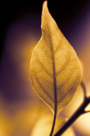 Close up view of fresh green leafの写真素材