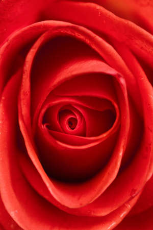 Macro flower beautiful rose for a background imageの写真素材