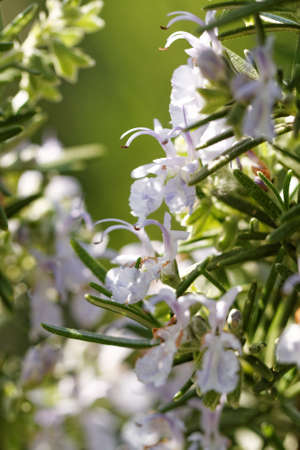 Rosemary white blossom in garden - close-up photoの写真素材