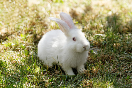 White bunny in green grass in the gardenの写真素材