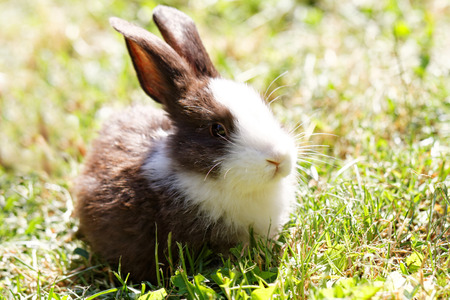 Cute bunny in green grass in the garden