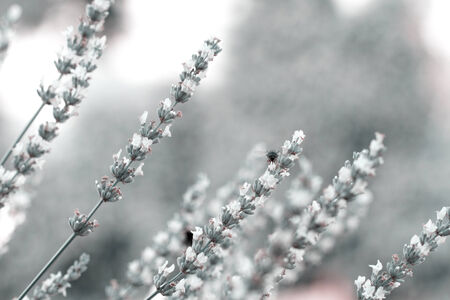 Spring field with white lavender flowersの写真素材