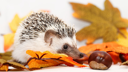 African white- bellied hedgehog with autumn decorationの写真素材