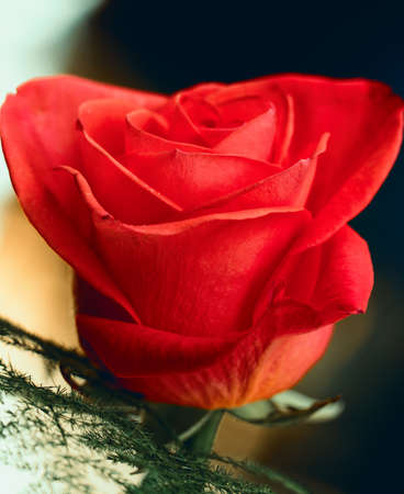 Red Rose Blooming in Garden - close up photo