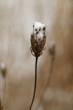 Photo of a beautiful snowy plant in winterの写真素材