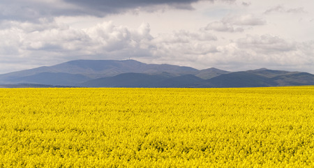 Field of rapeseed against sky with cloudsの写真素材