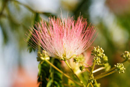 Flowers of acacia - close up photo ( Albizzia julibrissin )の写真素材