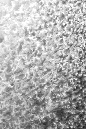 Macro of colorful water vapor in the windowの写真素材