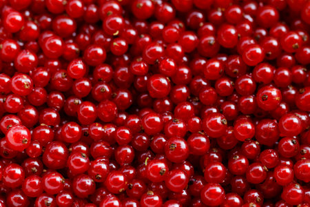 Background of ripe juicy red currant berriesの写真素材