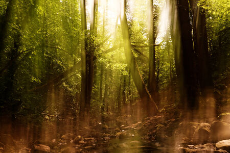 Abstract motion blur of trees in a forestの写真素材