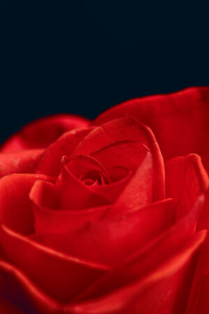 Macro flower beautiful rose for a background image