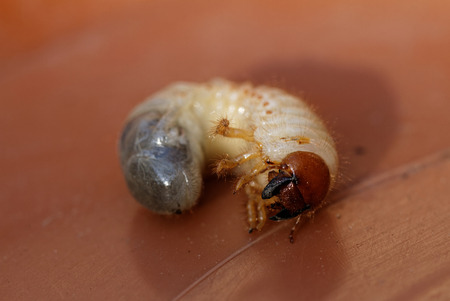 Photo of a small may beetle larvae - Melolontha melolonthaの写真素材