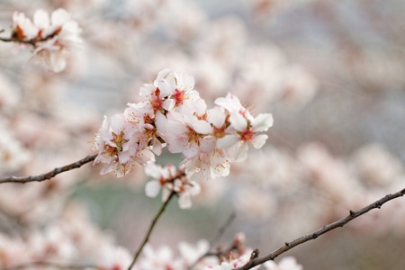 Photo of beautiful flowering tree in springの写真素材