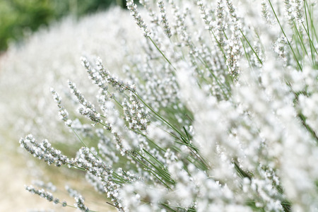 Spring field with white lavender flowersの写真素材
