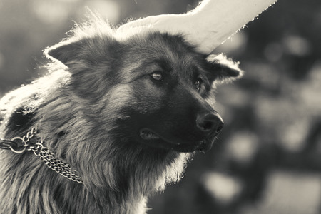 Photo of a friendly German shepherd dogの写真素材