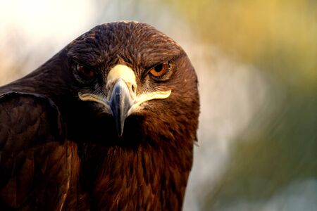 The Steppe Eagle is a bird of prey