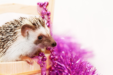 A cute little hedgehog with Christmas decorationsの写真素材