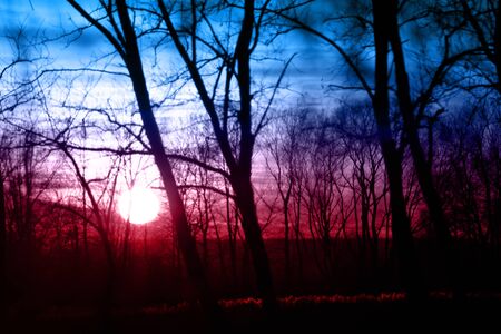 Tree branches on dramatic sunset sky - abstract photoの写真素材