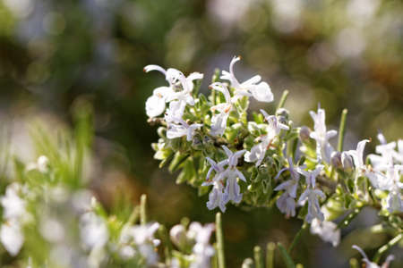 Rosemary white blossom in garden - close-up photoの写真素材