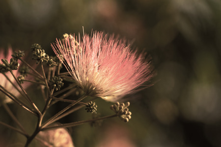Flowers of acacia - close up photo ( Albizzia julibrissin )の写真素材